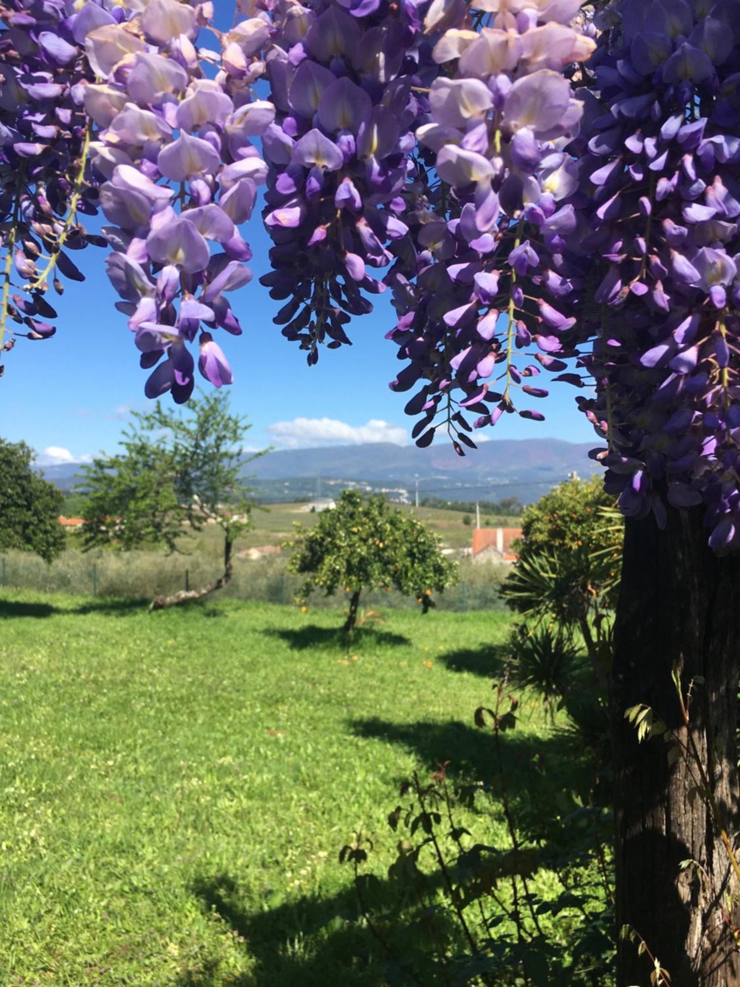 Hotel Quinta De Mocamedes - Turismo De Habitacao Vouzela Esterno foto